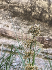 Cladium procerum