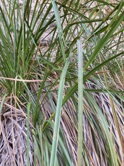 Cladium procerum