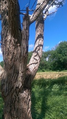 Dendrelaphis tristis