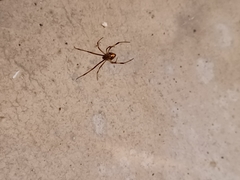 Latrodectus geometricus