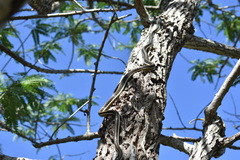 Dendrelaphis tristis