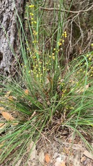 Lomandra gracilis