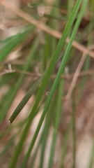 Lomandra gracilis