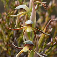 Lyperanthus serratus