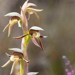 Lyperanthus serratus