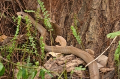 Ptyas mucosa