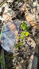 Hibbertia empetrifolia