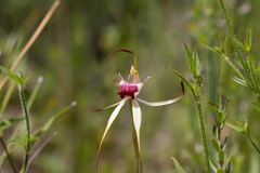 Caladenia heberleana