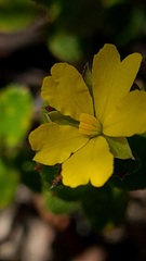 Hibbertia empetrifolia