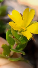 Hibbertia empetrifolia