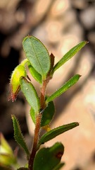 Hibbertia empetrifolia