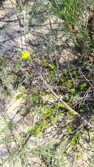 Hibbertia cistiflora