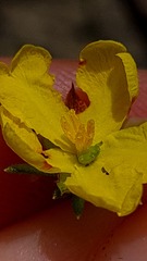 Hibbertia cistiflora