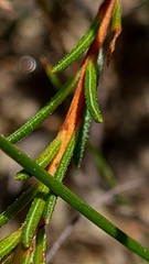 Hibbertia cistiflora