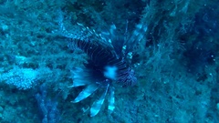 Pterois