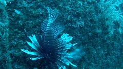 Pterois