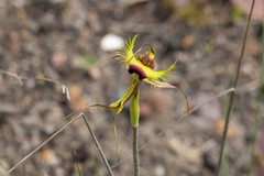 Caladenia lobata