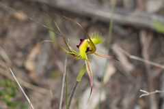 Caladenia lobata