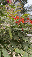 Caesalpinia pulcherrima