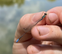 Aciagrion gracile