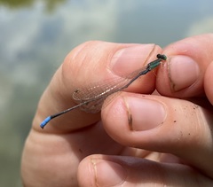 Aciagrion gracile