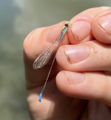 Aciagrion gracile