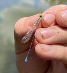 Aciagrion gracile