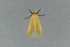 Pareuchaetes pseudoinsulata