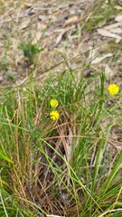 Phyllodineae