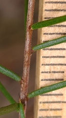 Phyllodineae