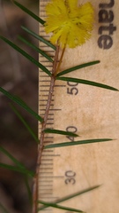 Phyllodineae