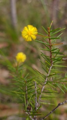 Acacia echinula