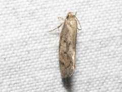 Syncometes vilis