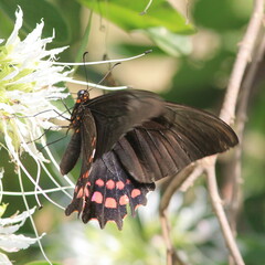 Heraclides rogeri pharnaces