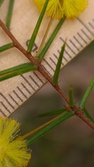 Acacia echinula