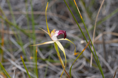 Caladenia granitora
