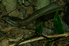 Lycodonomorphus inornatus