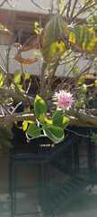 Dais cotinifolia