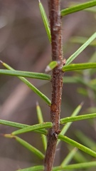 Acacia echinula