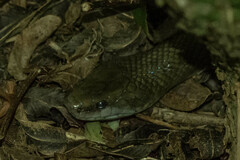 Lycodonomorphus inornatus