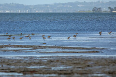 Limosa lapponica baueri