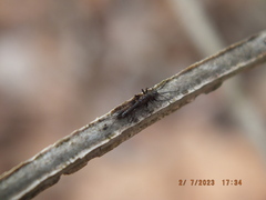 Allocapnia vivipara
