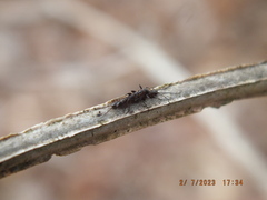 Allocapnia vivipara