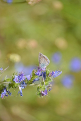 Polyommatus amandus