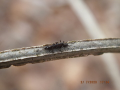 Allocapnia vivipara