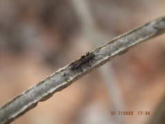 Allocapnia vivipara