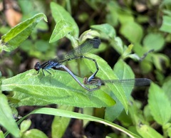 Pseudagrion sudanicum