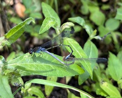Pseudagrion sudanicum
