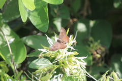 Riodinidae