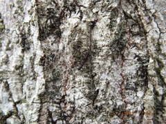Allocapnia vivipara